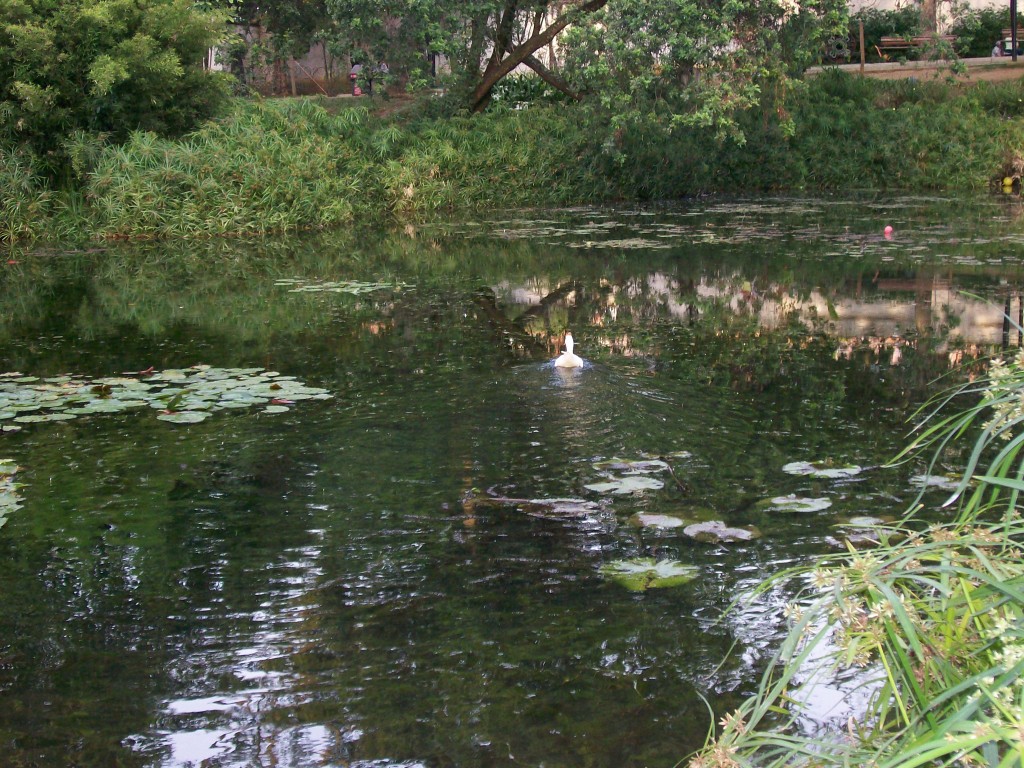 The Pond at the Botanical Gardens
