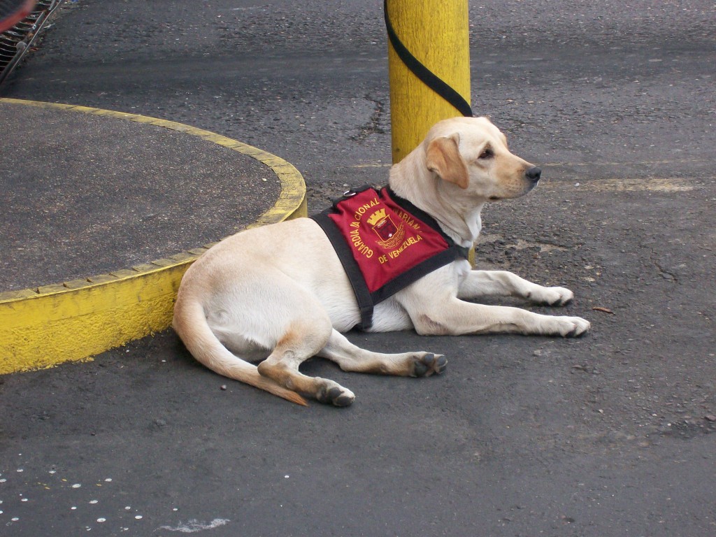The fierce border dog. The fierce border dog.