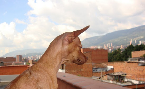 Jacob taking in the view from our balcony in Envigado.