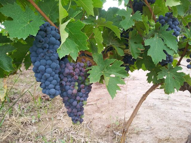 The grapes at CarinaE, my favorite bodega. 