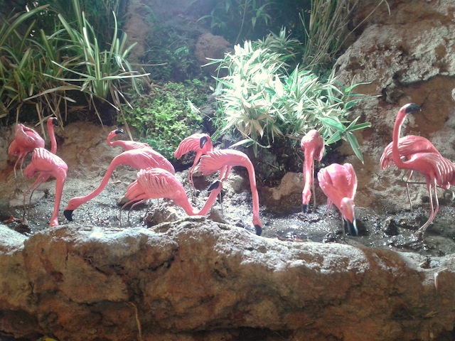 Flamingos and bonsai trees make for a winning combination.