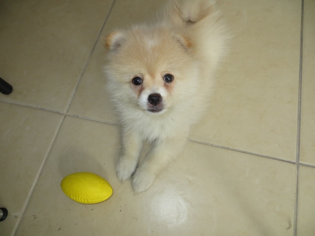 Our Pomeranian puppy 