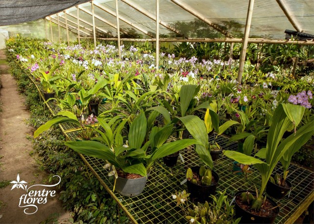 Orchid greenhouse, Entre Flores