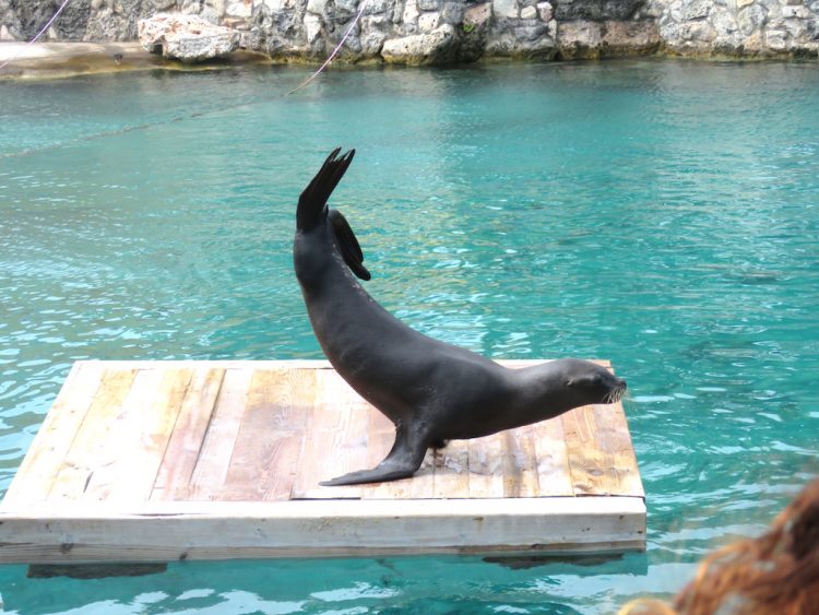 Sea Lion at the Curaçao Sea Aquarium