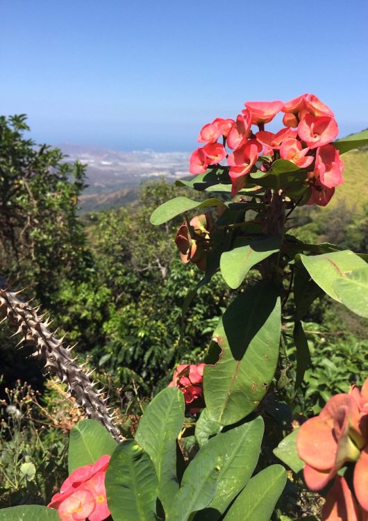 View of Santa Marta from La Candelaria coffeee farm