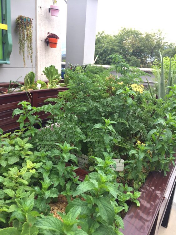 Rooftop herb garden for guests of Los Patios