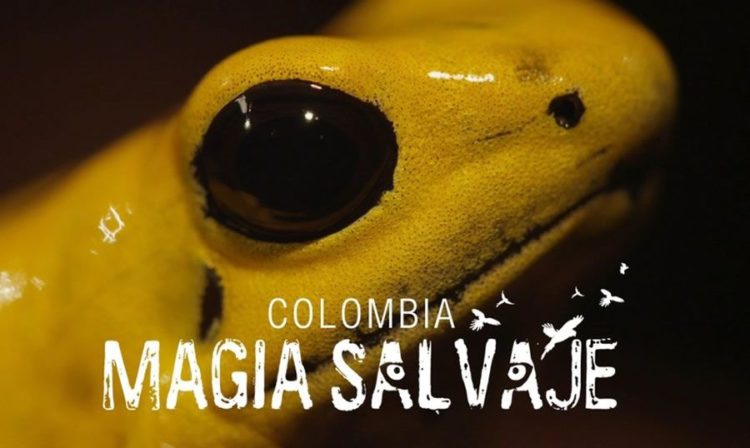 Even the salamanders get in on the act in Colombia: Wild Magic