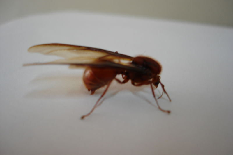Hormiga Culona Hormiga Culona
