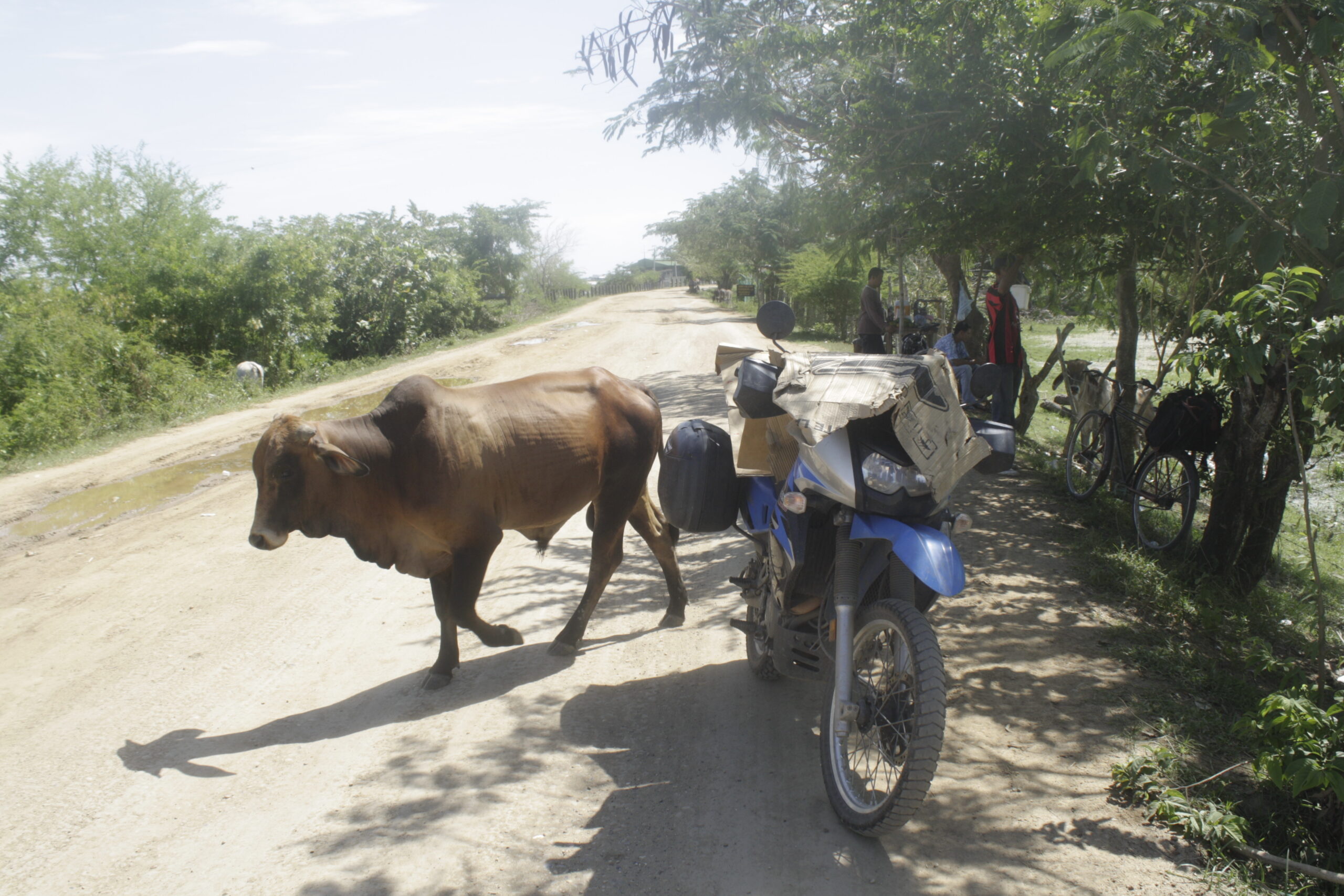 Cattle Crossing