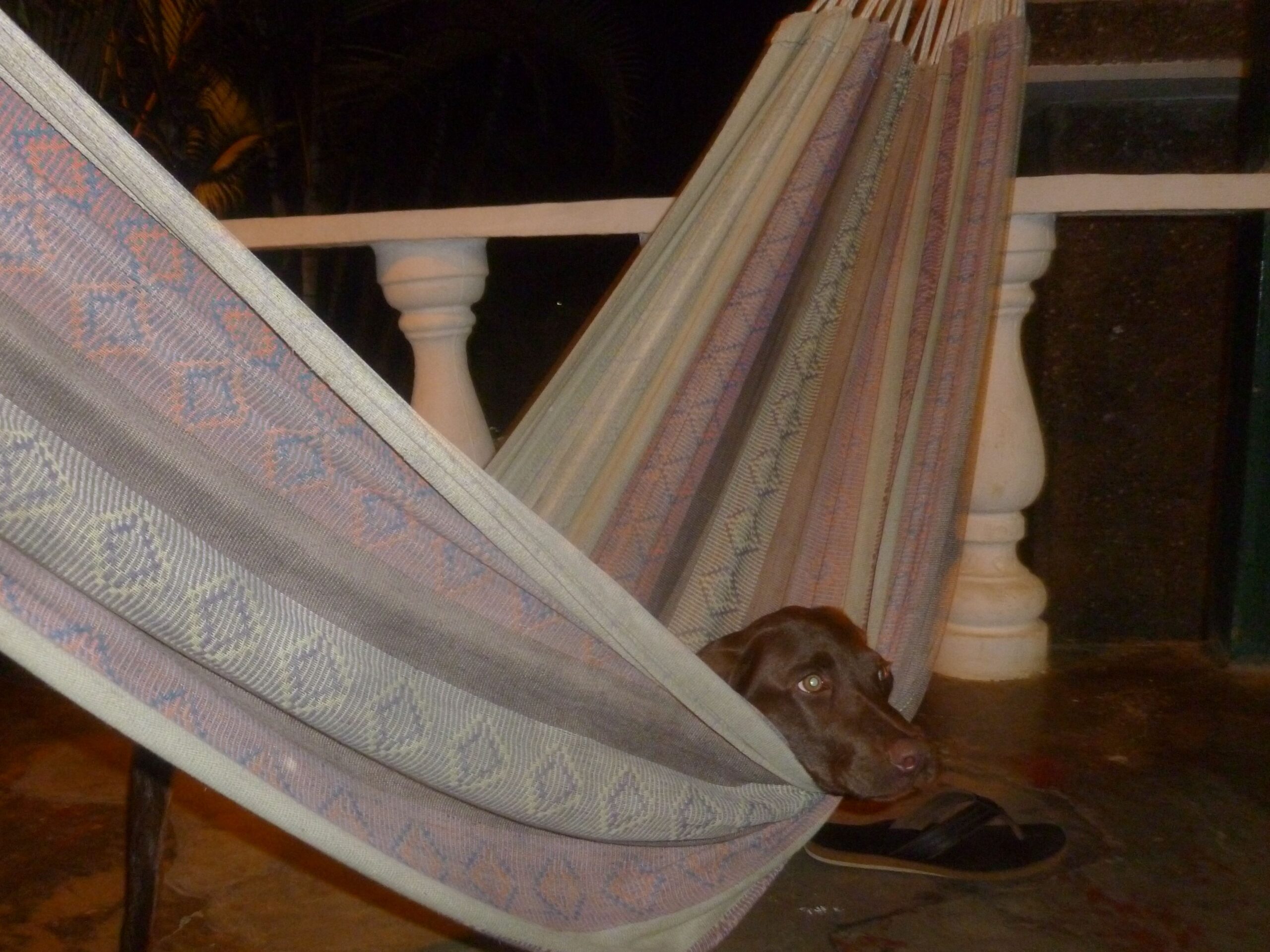 Caña likes visitors...and hammocks. 