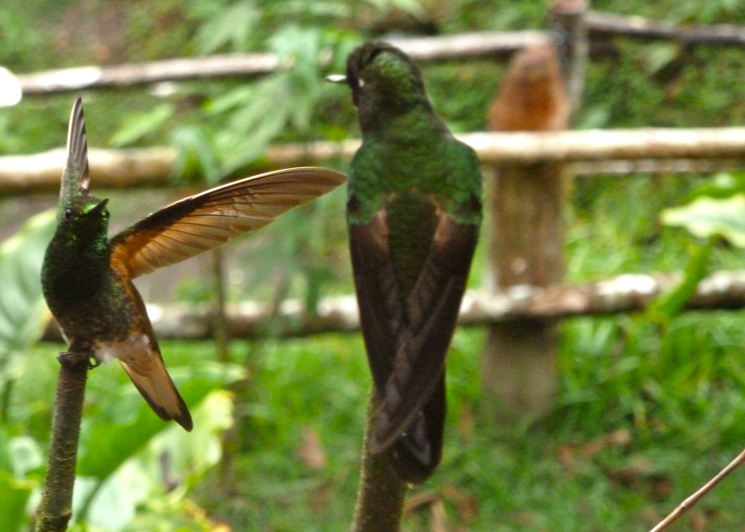 Hummingbirds Acaime, a finca in Parque Nacional Natural Los Nevados, is a great place to see hummingbirds.