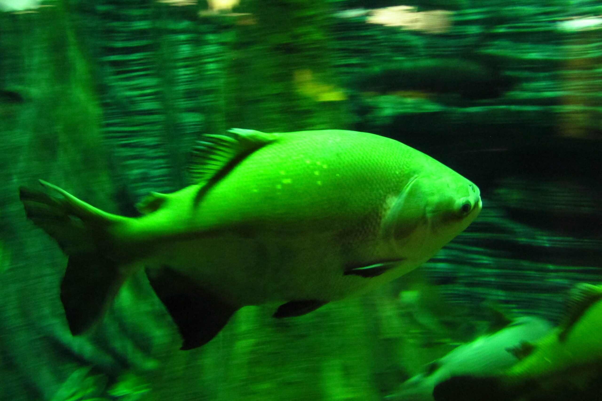 Buggy tours in Curaçao - lots of fun