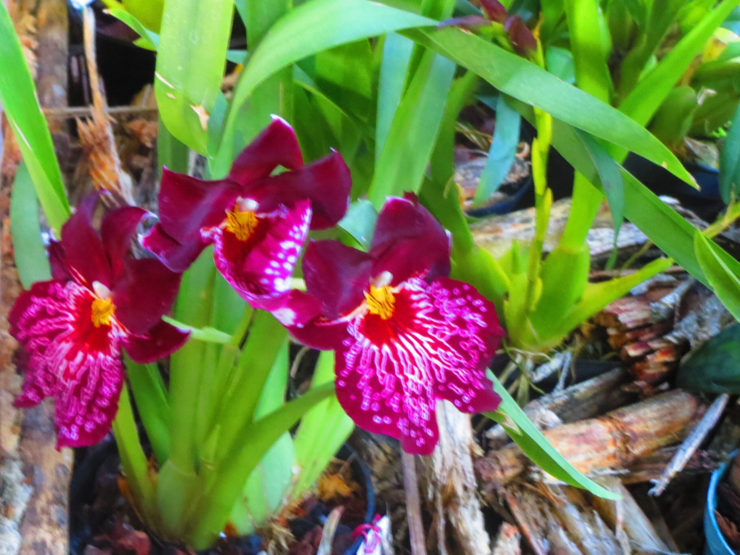 Orchids