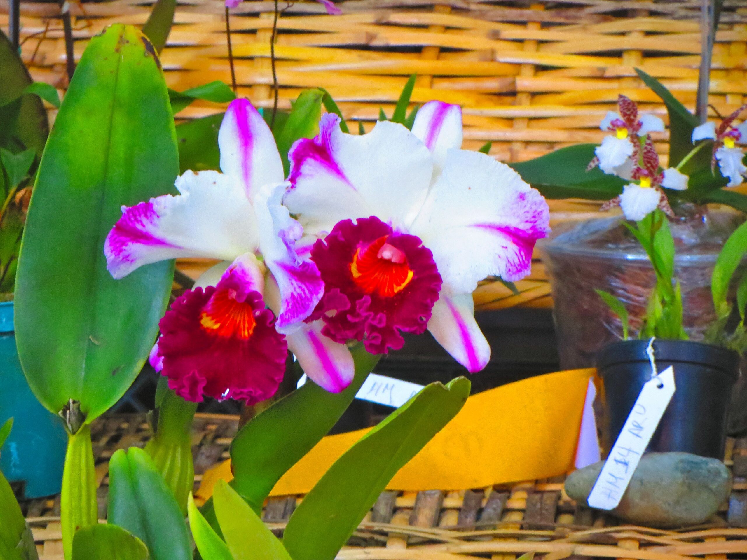 Orchids