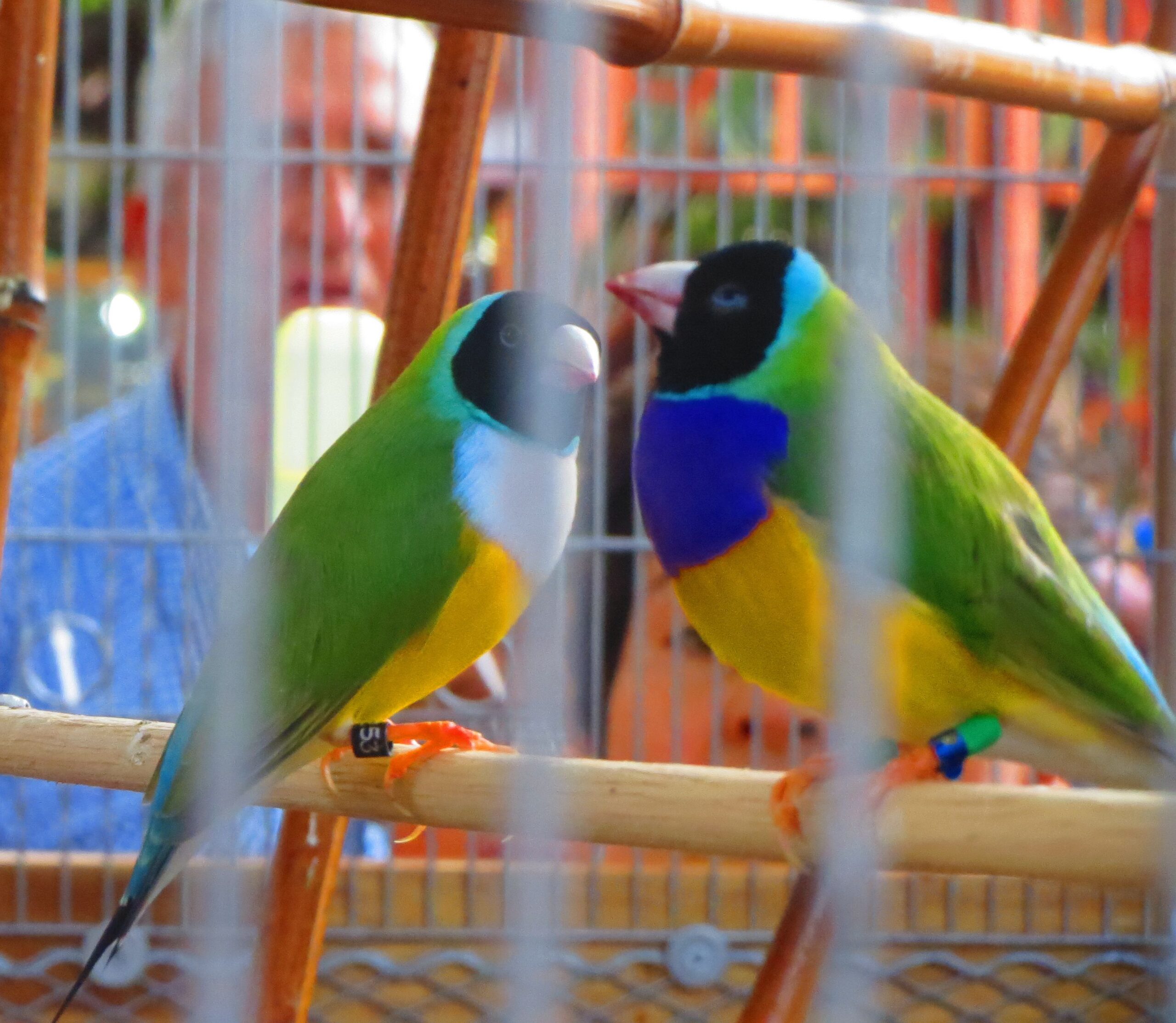 ...then I wouldn't have the cage bars obstructing my photo. 