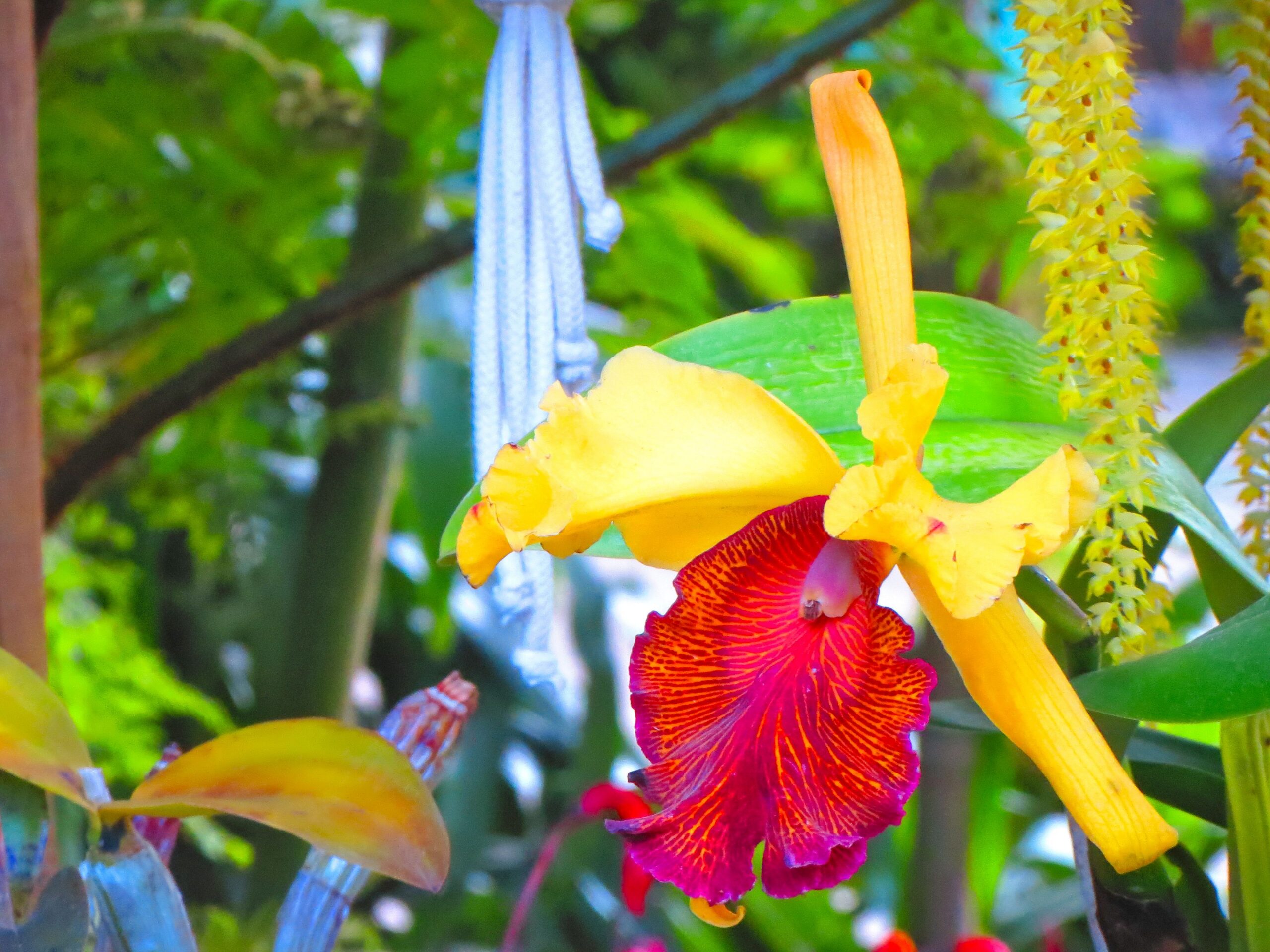 Orchids have such striking colors. 