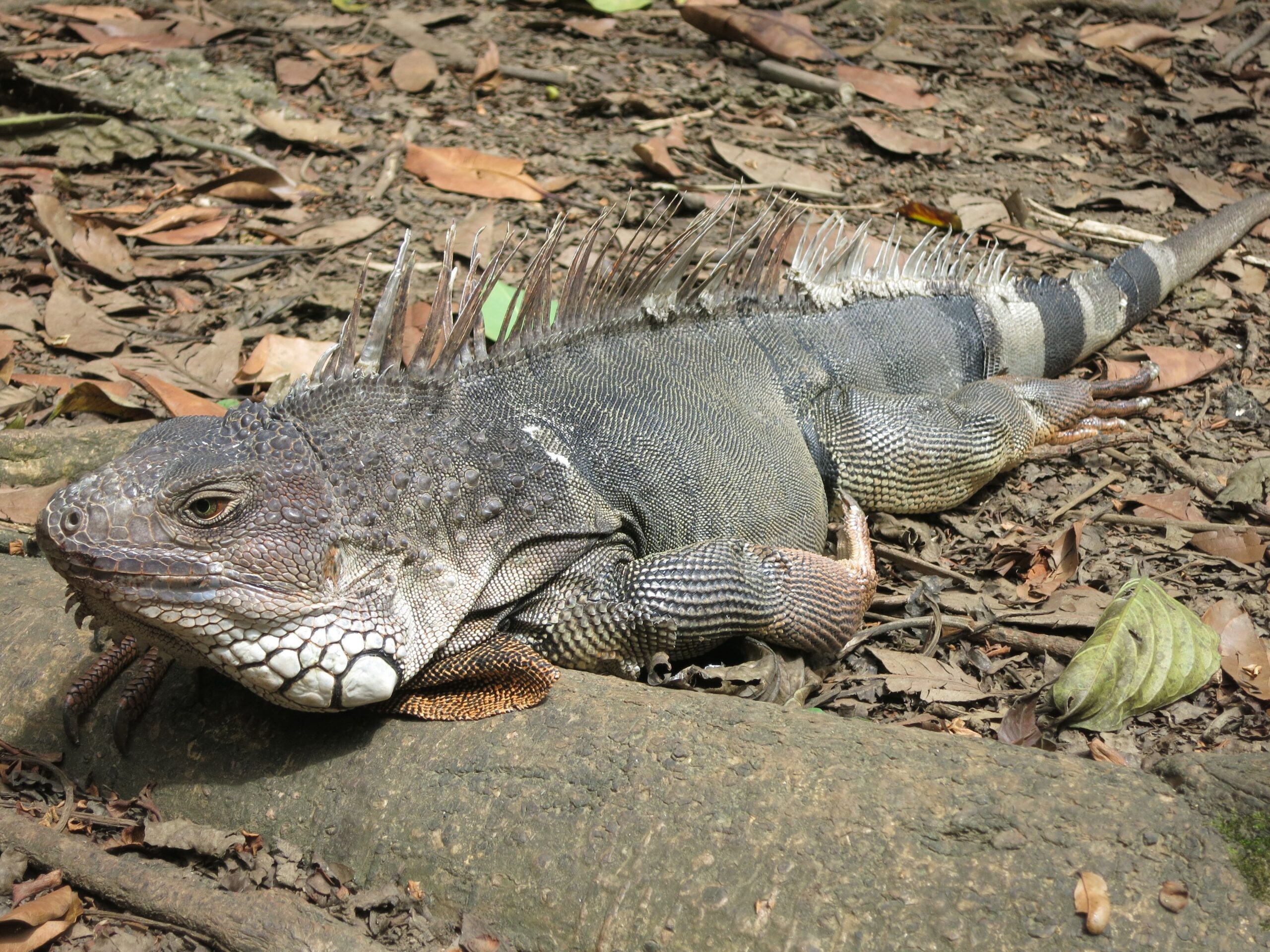When you made a suggestion, we were paying attention, just like the iguanas at Jardín Botánico perk up when people are near. 