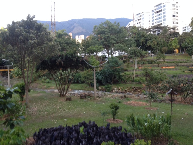 Borojo... is it tasty?