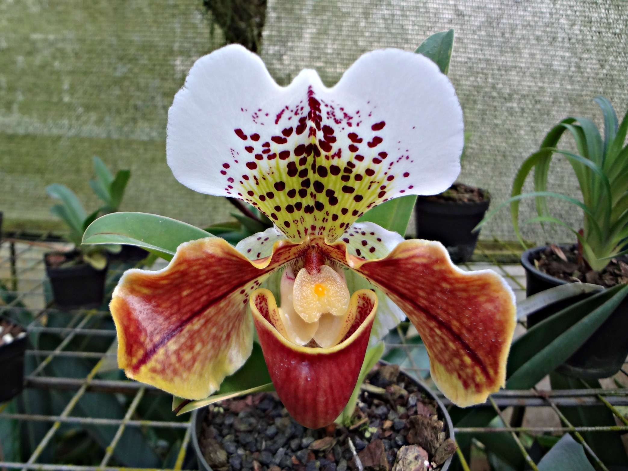 Orchid Orchids at Entre Flores