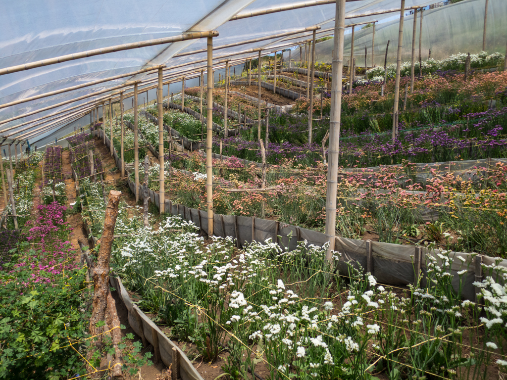 Greenhouse