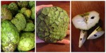 Cherimoya