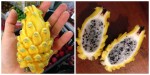 Pitahaya