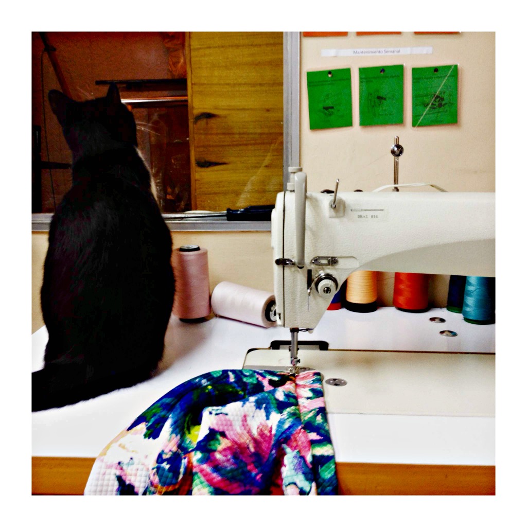 One of the spaces being used by a creative coworker and her stylish cat.