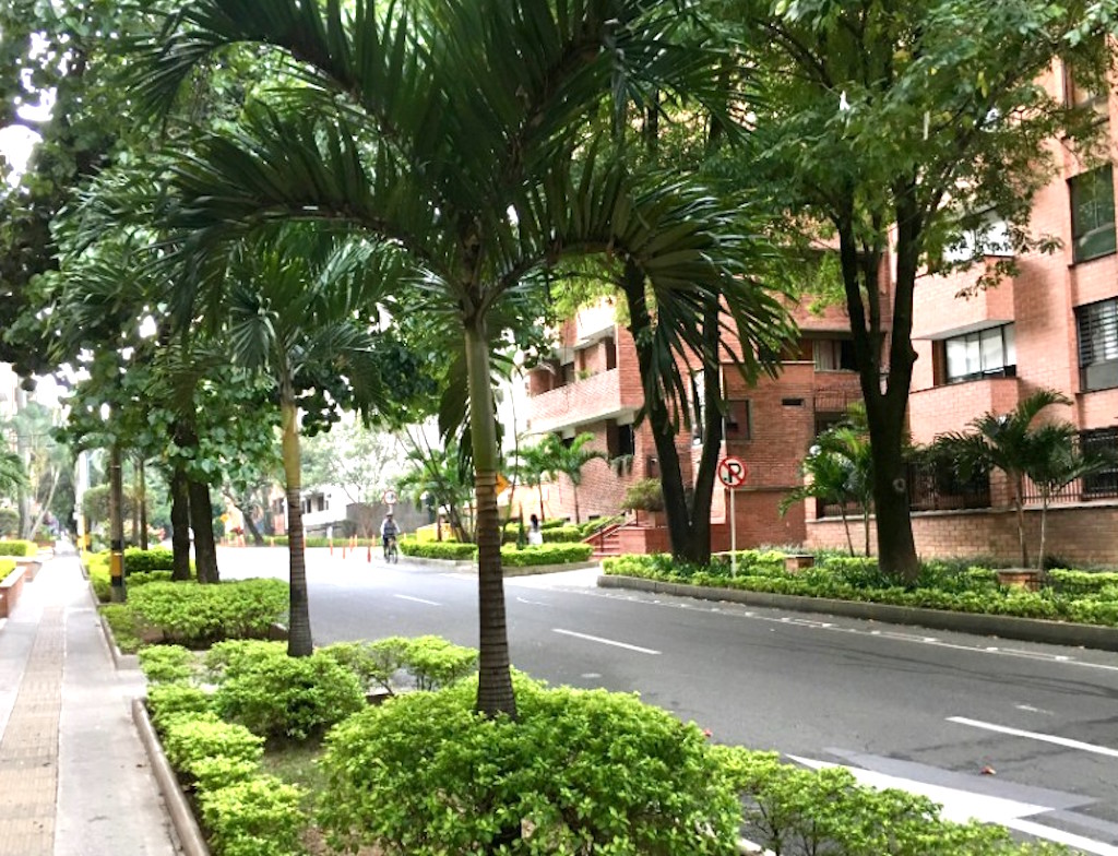 Tree-lined street in Laureles
