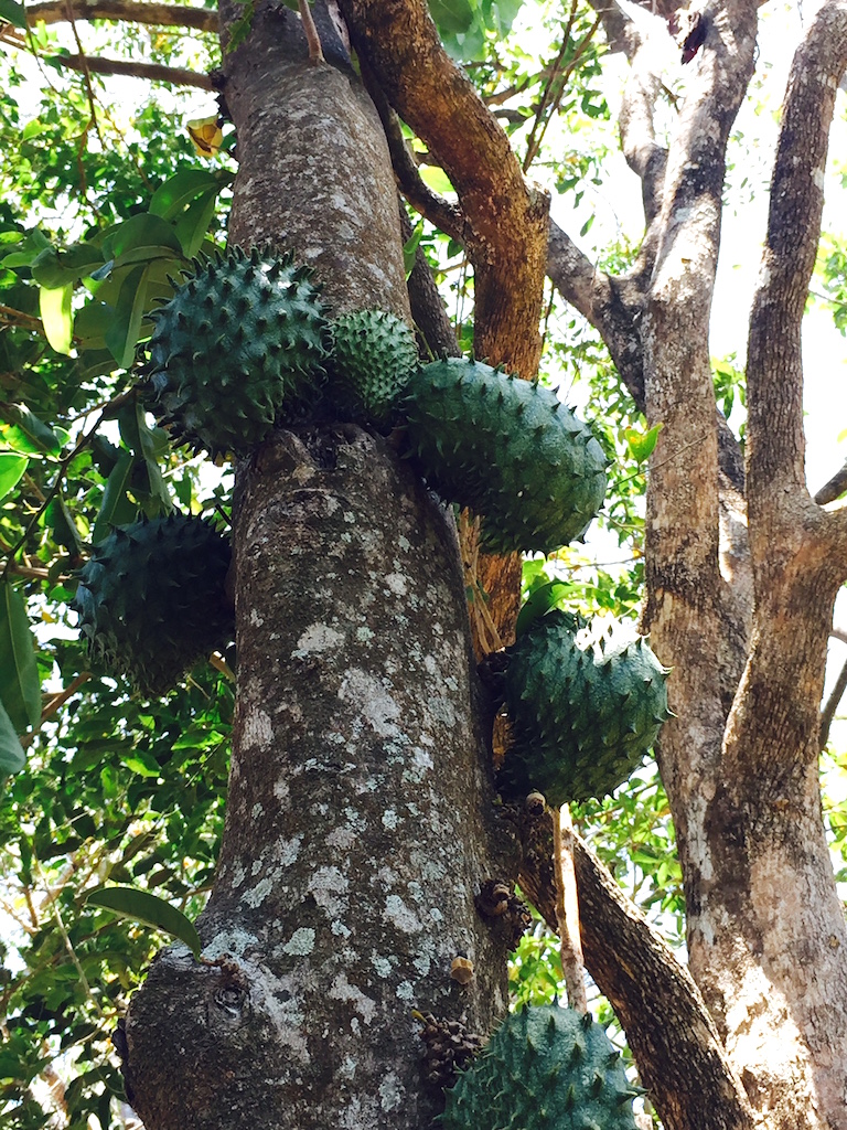 Guanabana fruit seen on the trail
