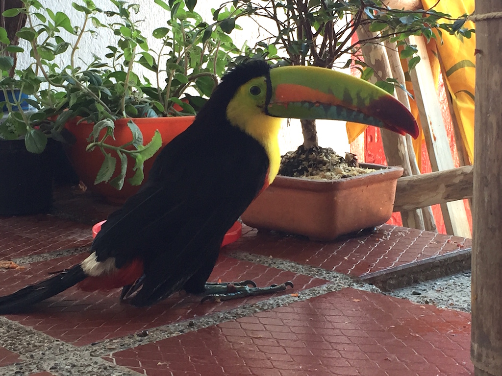 Resident Tucán at La Candelaria coffee farm