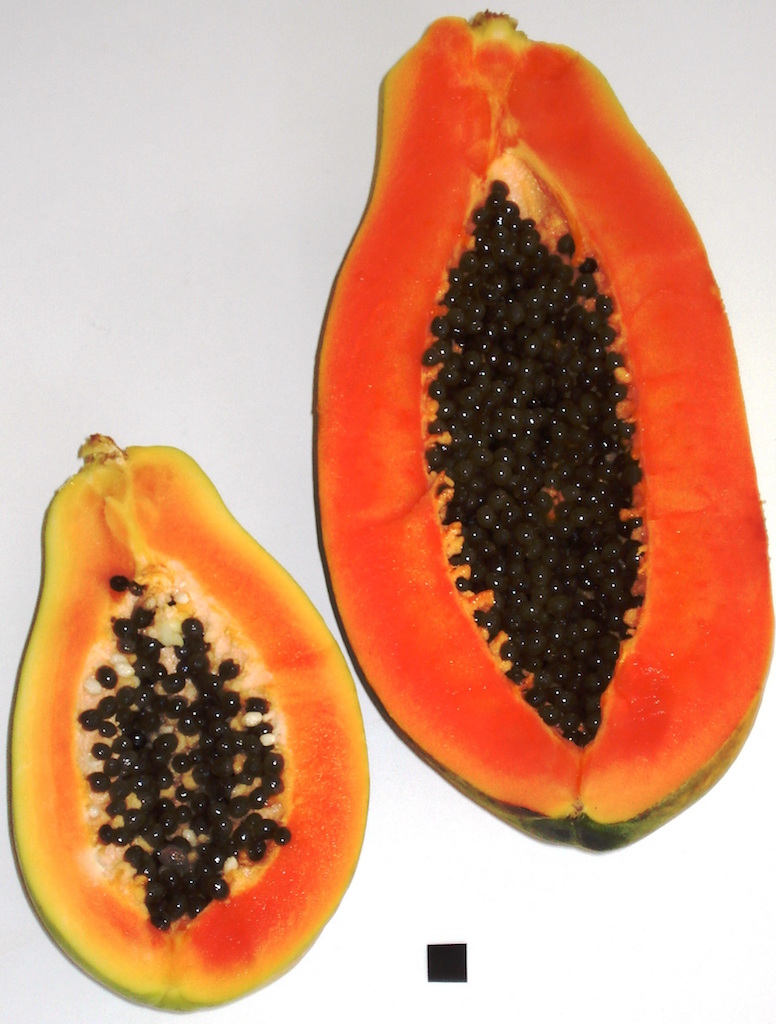 Papaya, photo by Genet