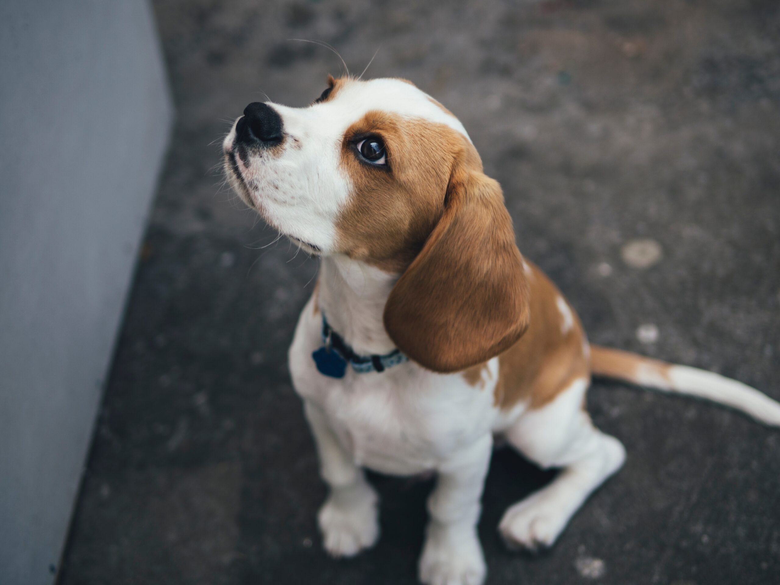 Los mejores lugares pet-friendly en Medellín