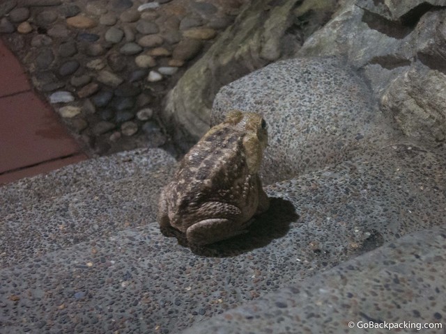 A toad makes an appearance at dinner