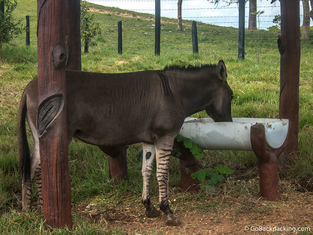 Donkey zebra hybrid