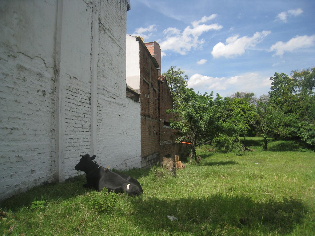The pasture opposite Palmanova Apartments - Envigado