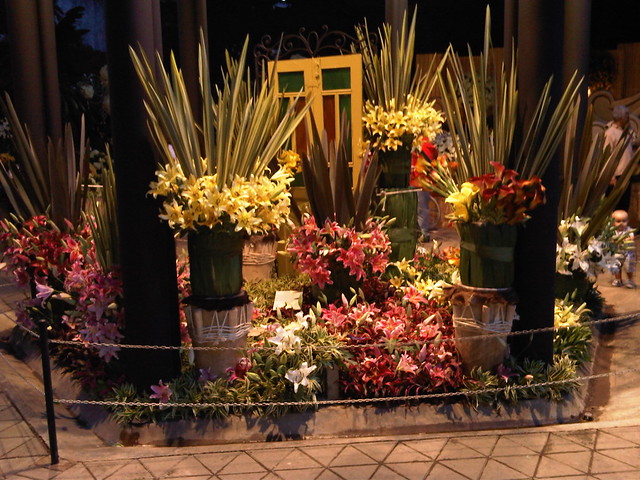 Orchids on display at Jardin Botanico.