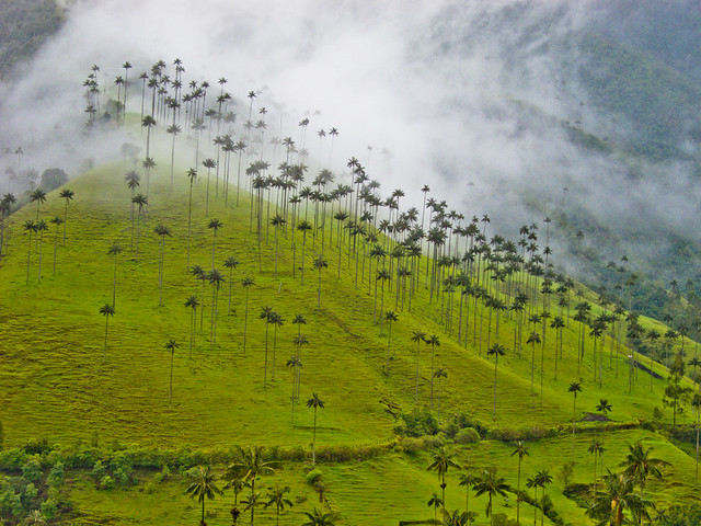 Wax palms Wax palms in the Valle de Cocora