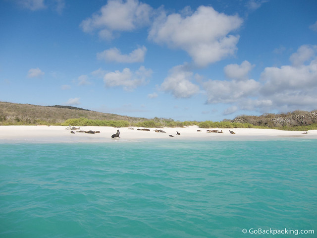 Sea lions on a beach in the Galapagos