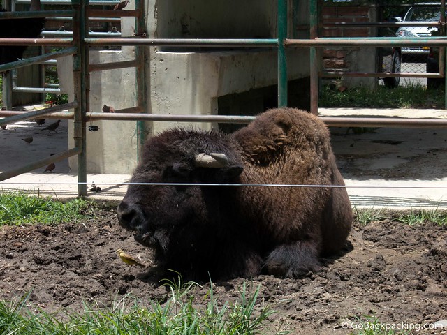 Bison