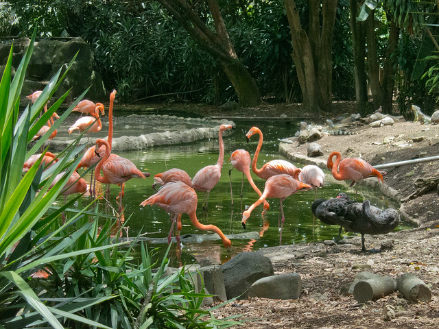 Flamingos