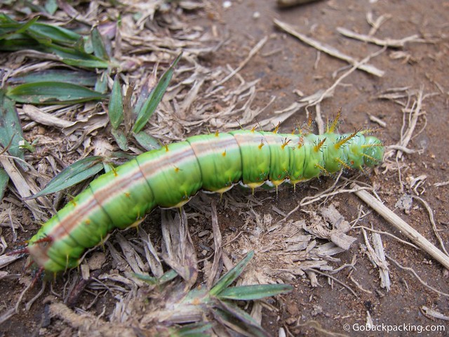 Caterpillar