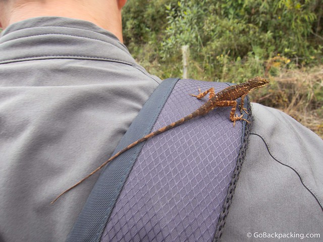 Lizard