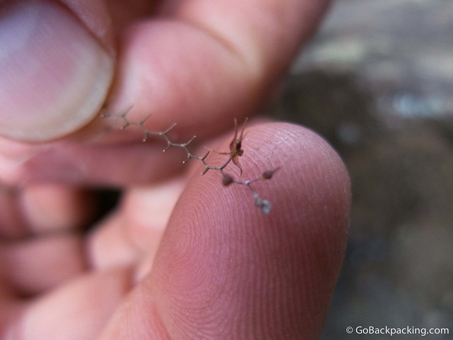 According to Gus, one of our guides, this is the smallest orchid in the world