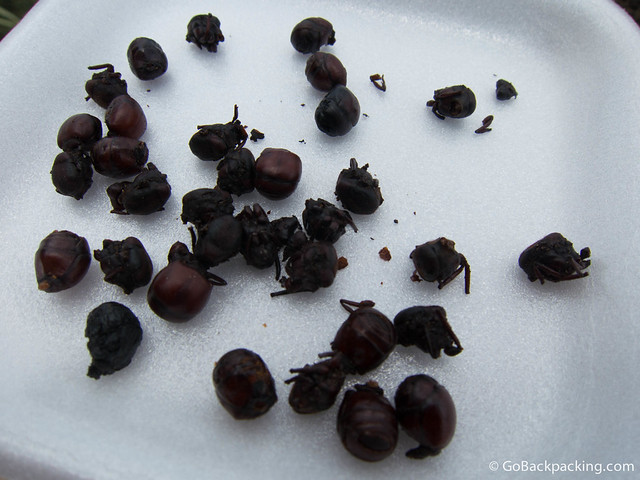 Hormigas culonas (ants)